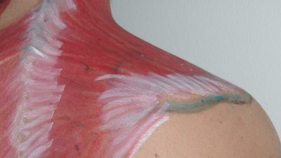 faszienanatomie